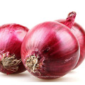 New Crop Chinese Onion For Wholesale Top Grade Healthy And Natural Onion